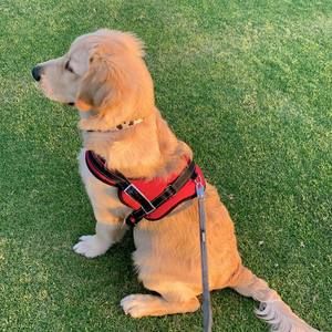 Meet your Posher, Wendy